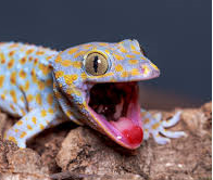 Gecko