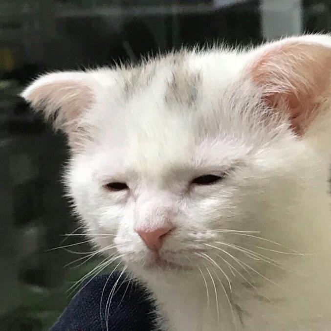 MeowSnek